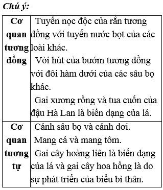 Cơ Quan Tương Tự Là Những Cơ Quan Nào? Gallery 2