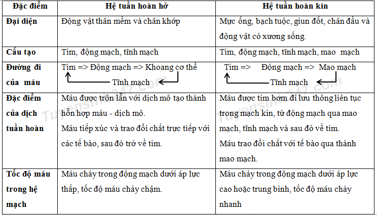 Nhóm động vật nào có hệ tuần hoàn hở? Gallery 2