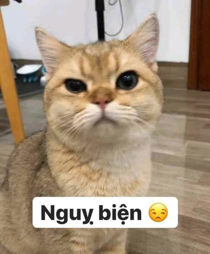 Meme Mặn Mòi Là Gì? Tổng Hợp Những Meme "Cháy" Nhất Gallery 2