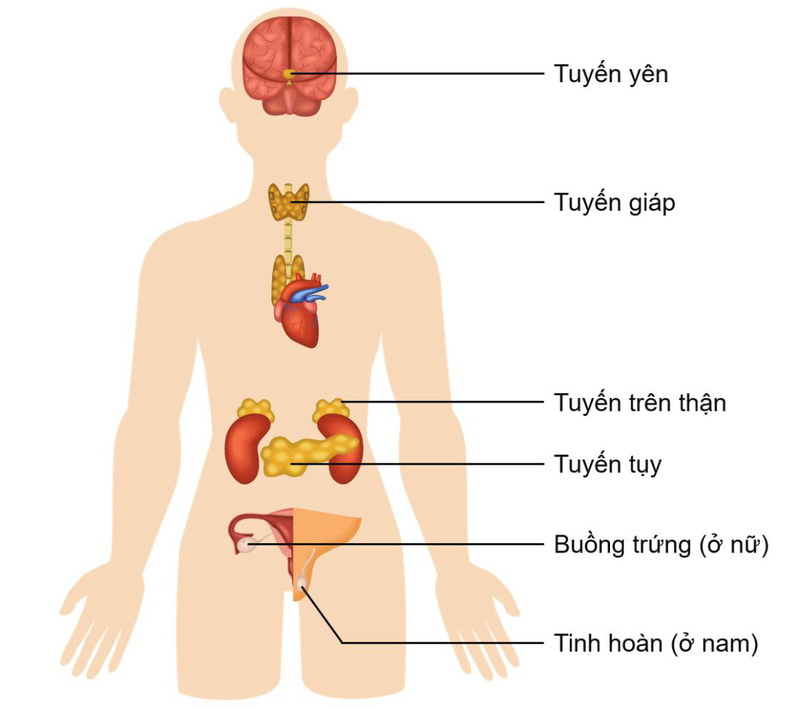 Ngoại tuyến là gì? Gallery 2
