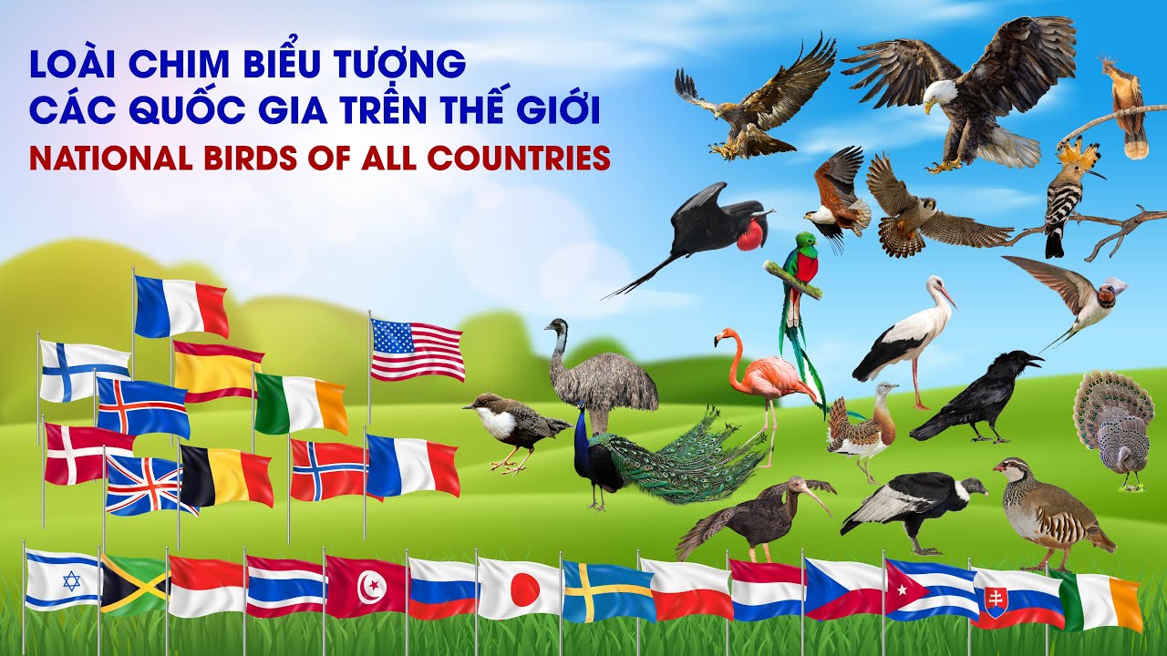 Quốc Chim Là Gì? Gallery 2