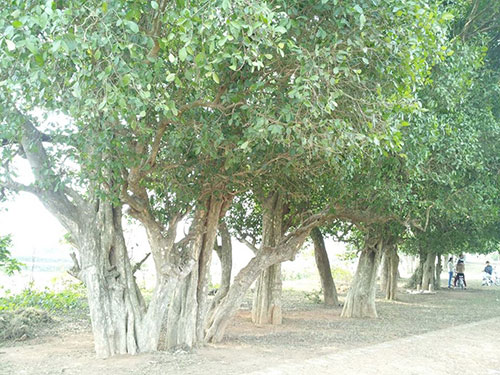 Rặng cây là gì? Định nghĩa, đặc điểm và ví dụ Gallery 2