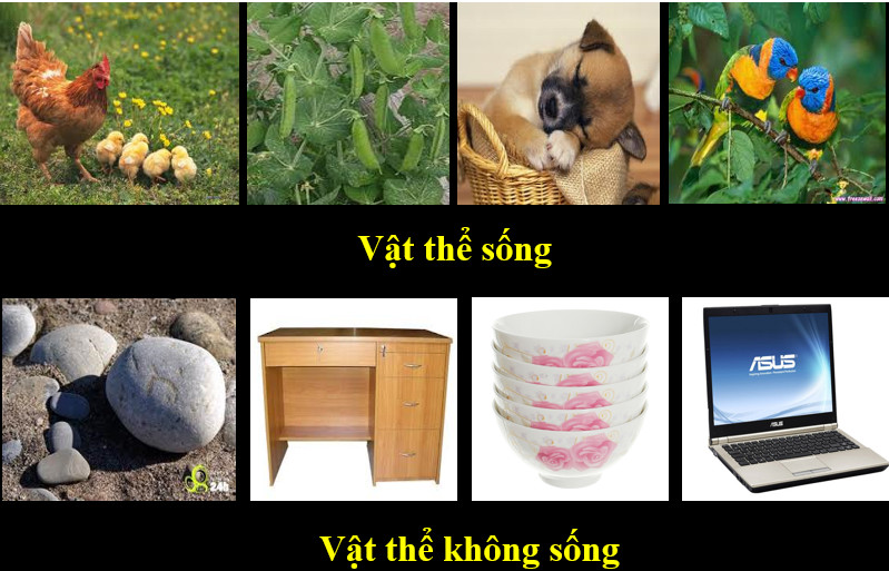Vật là gì? Định nghĩa, phân loại và ví dụ Gallery 2