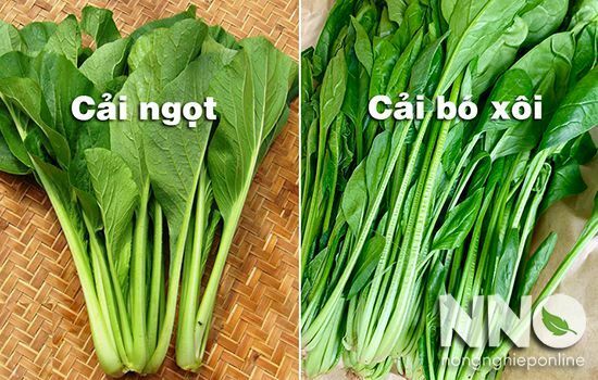 Cải bó xôi còn gọi là gì? Gallery 2