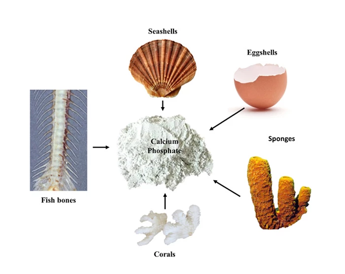 Canxi Phosphate Là Canxi Vô Cơ Hay Hữu Cơ? Gallery 2