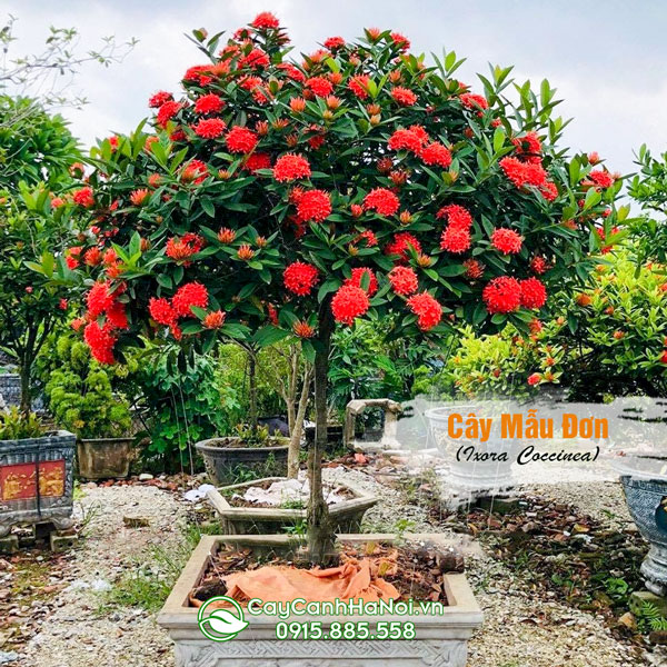 Cây Mẫu Đơn Đẹp Gallery 1