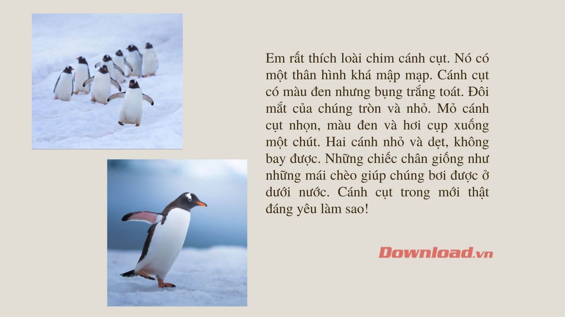 Em Yêu Chim Em Mến Chim Gallery 1