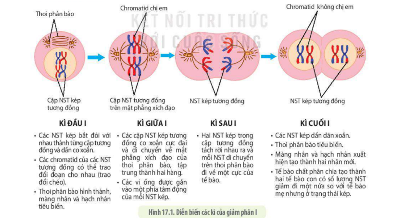 Giảm phân xảy ra ở loại tế bào nào? Gallery 2