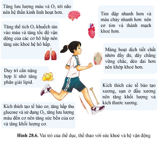 Vì sao khi tập thể dục hoặc vận động mạnh sự trao đổi khí diễn ra nhanh hơn?