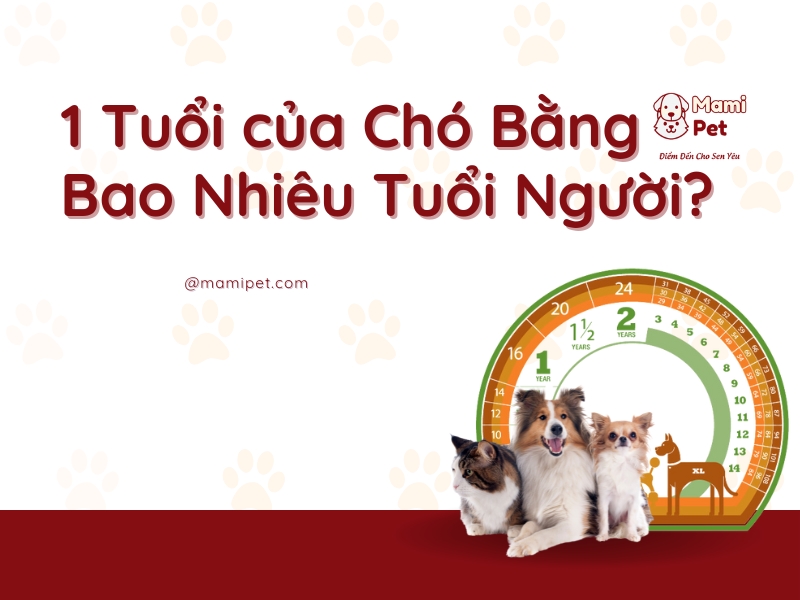 1 Tuổi Chó Bằng Bao Nhiêu Tuổi Người? Gallery 2