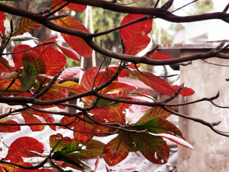 Những chiếc lá bàng mùa đông đỏ như lửa Gallery 1
