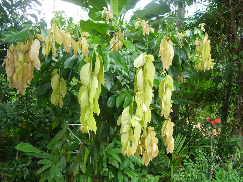 Bán Cây Đọt Mọt Giống - Nguồn Cung Cấp Uy Tín Gallery 1