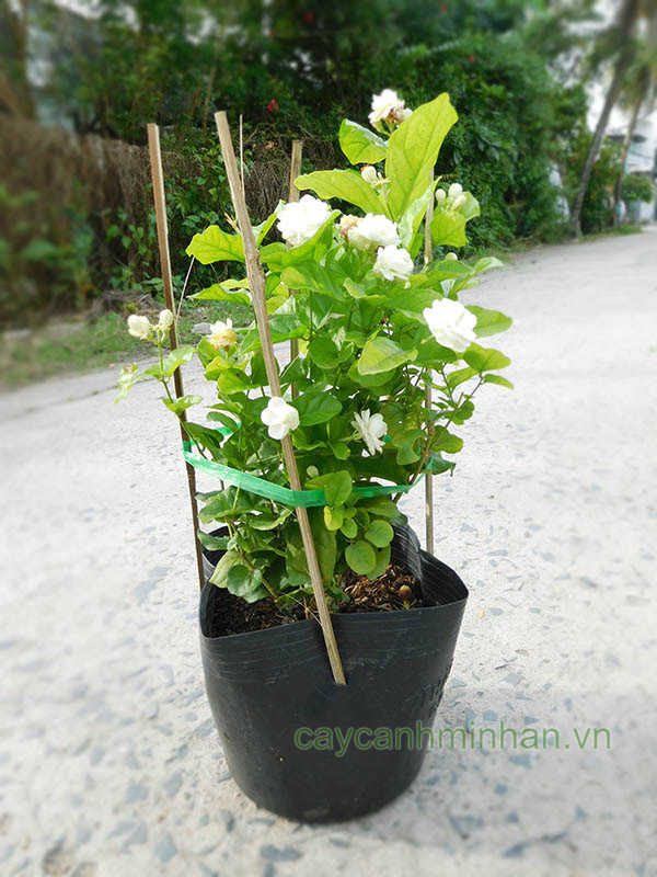 Bán Cây Hoa Nhài Ta Gallery 1