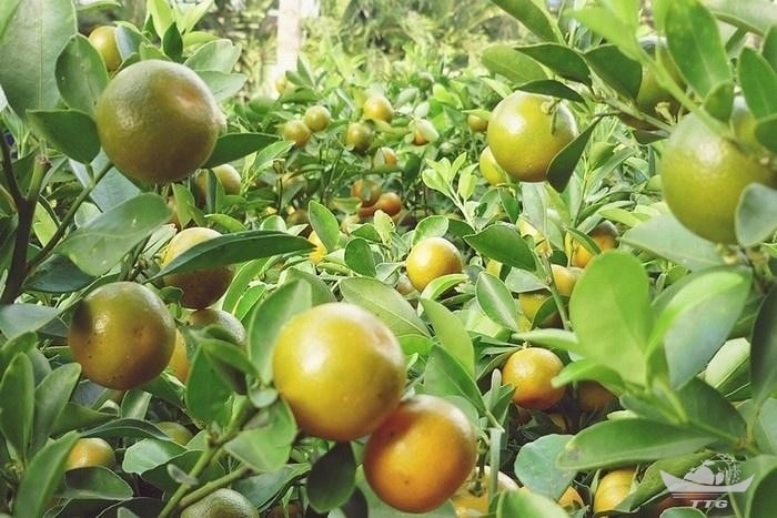 Quýt Cái Bè Nổi Tiếng Ngọt Ngon