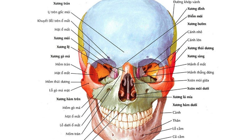 Hốc mắt nằm ở đâu? Gallery 1