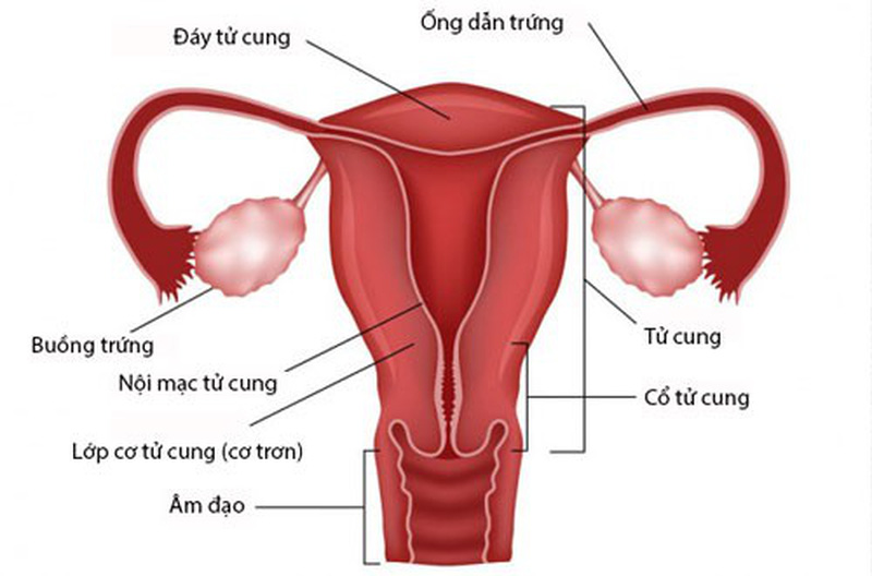 Buồng trứng nằm bên phải hay trái? Gallery 1