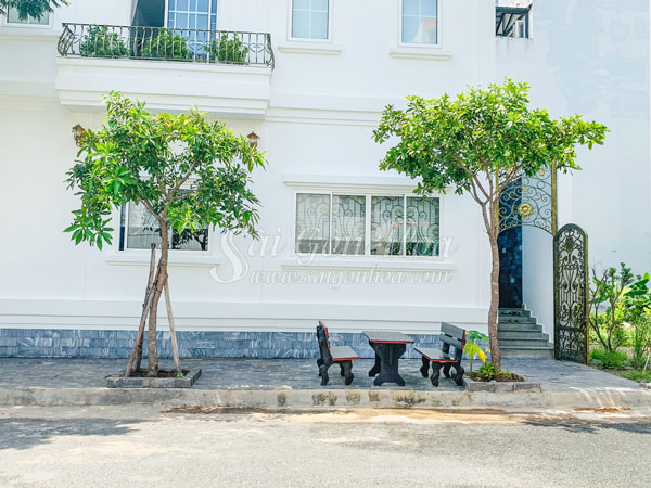 Vị trí đặt cây Lộc Vừng chuẩn phong thủy và thẩm mỹ