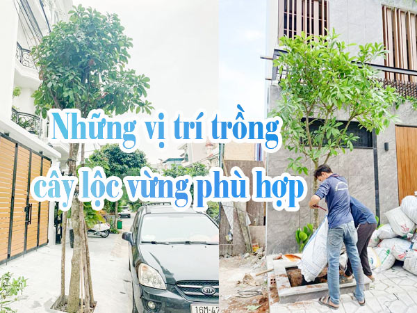 Vị trí đặt cây Lộc Vừng chuẩn phong thủy và thẩm mỹ Gallery 2