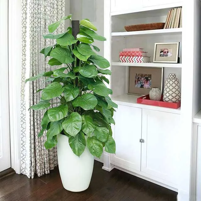 Vị trí đặt cây trầu bà trong nhà tốt nhất để đón tài lộc và may mắn