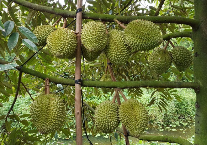Cái Mơn Thuộc Tỉnh Nào? Gallery 1