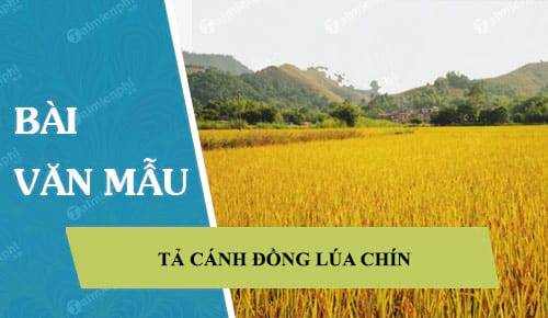Viết đoạn văn tả cánh đồng lúa chín lớp 6 Gallery 2