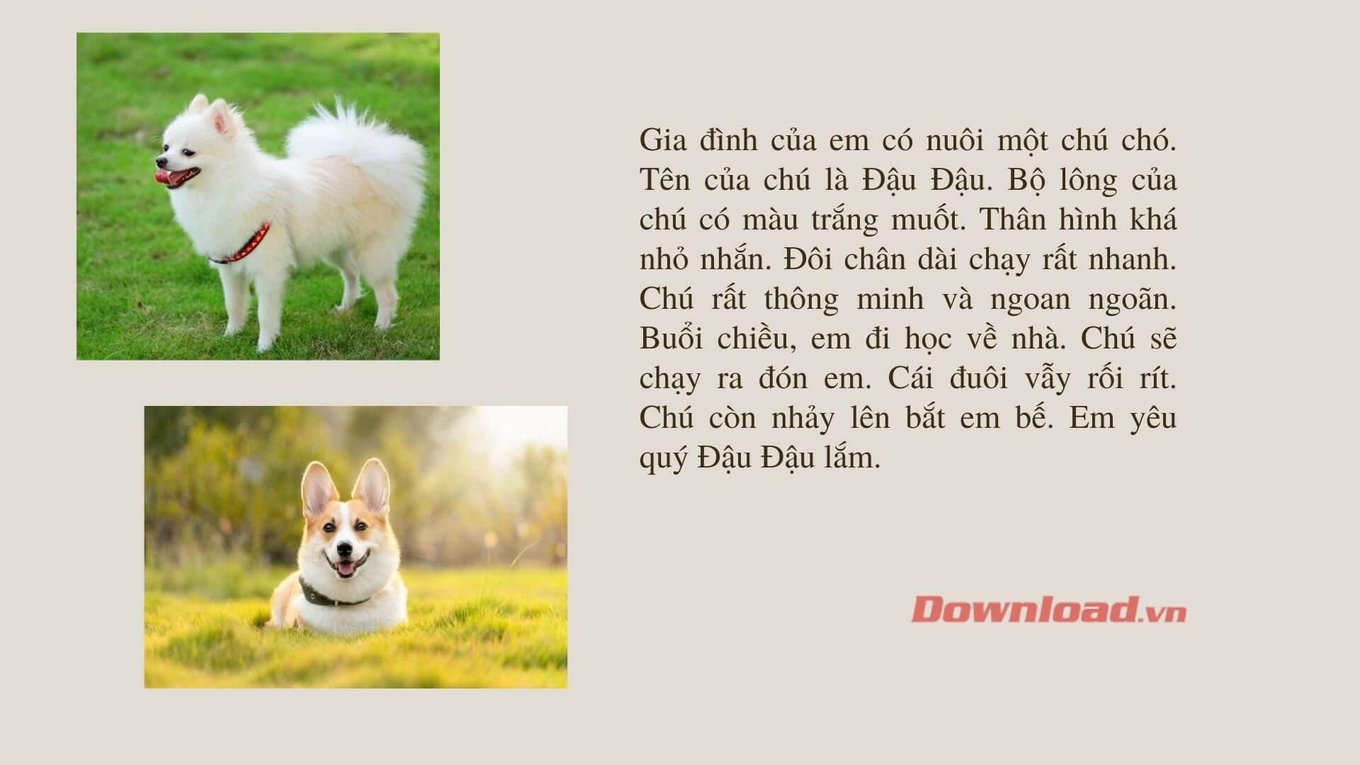 Miêu tả về con mèo cưng của em Gallery 2