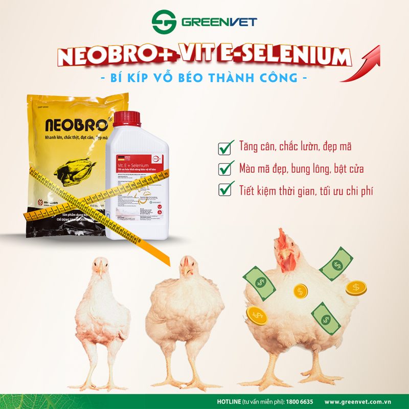 Vỗ béo cho gà hiệu quả, giúp gà nhanh chóng tăng cân