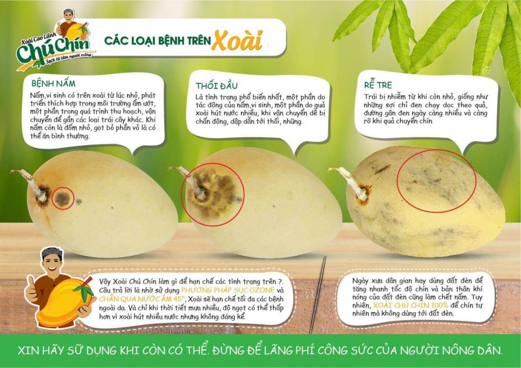 Cấu tạo quả xoài Gallery 1