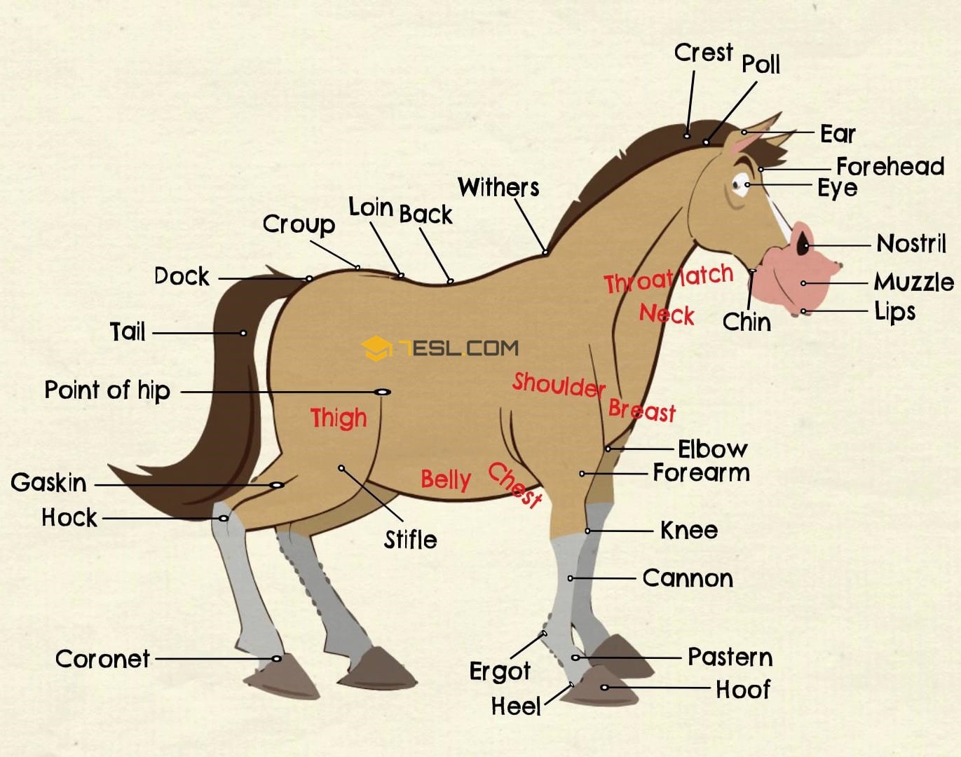 Horse in English Gallery 2