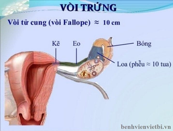 Vòi tử cung là gì?