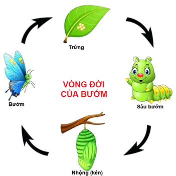 Cái kén và con bướm: Quá trình biến đổi kỳ diệu của thiên nhiên Gallery 1