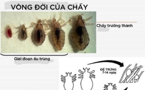 Con Chấy Sinh Ra Từ Đầu? Sự Thật Về Vòng Đời Của Chấy Gallery 1