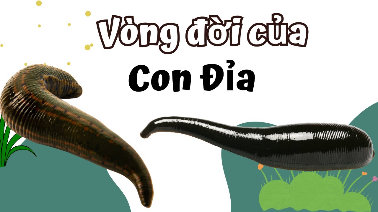 Con Giống Con Đỉa Gallery 1