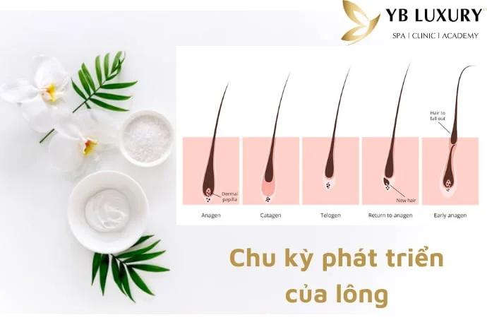 Lông nách có tự rụng không? Gallery 1