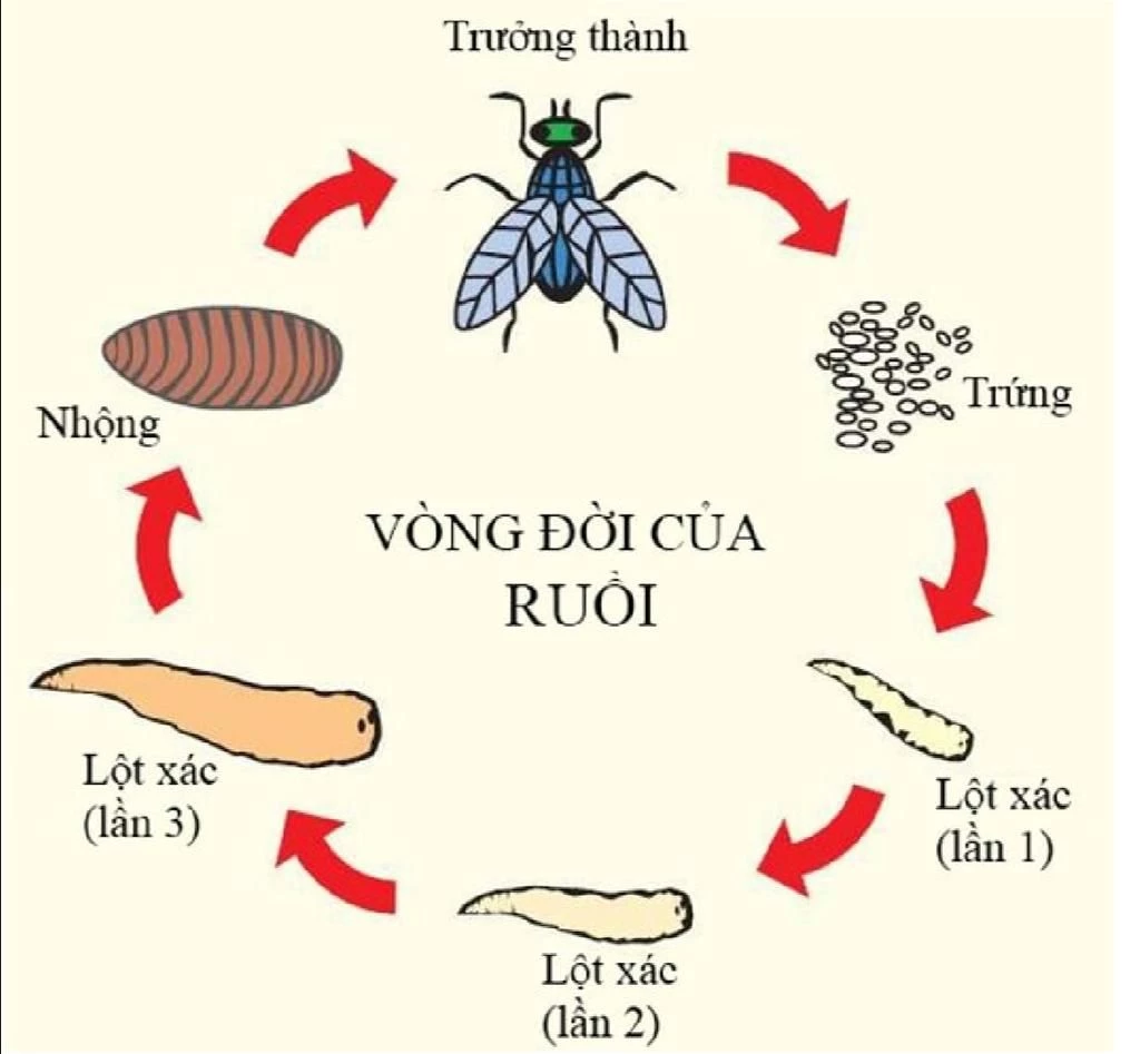 Dòi từ đâu ra? Gallery 1