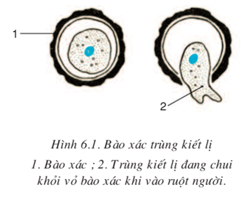 Trùng Kiết Lị Kí Sinh Ở Đâu? Gallery 1