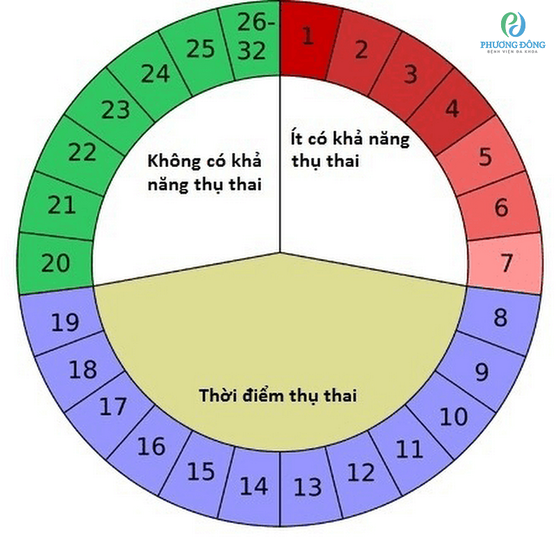 Vòng Tròn Chu Kỳ Kinh Nguyệt