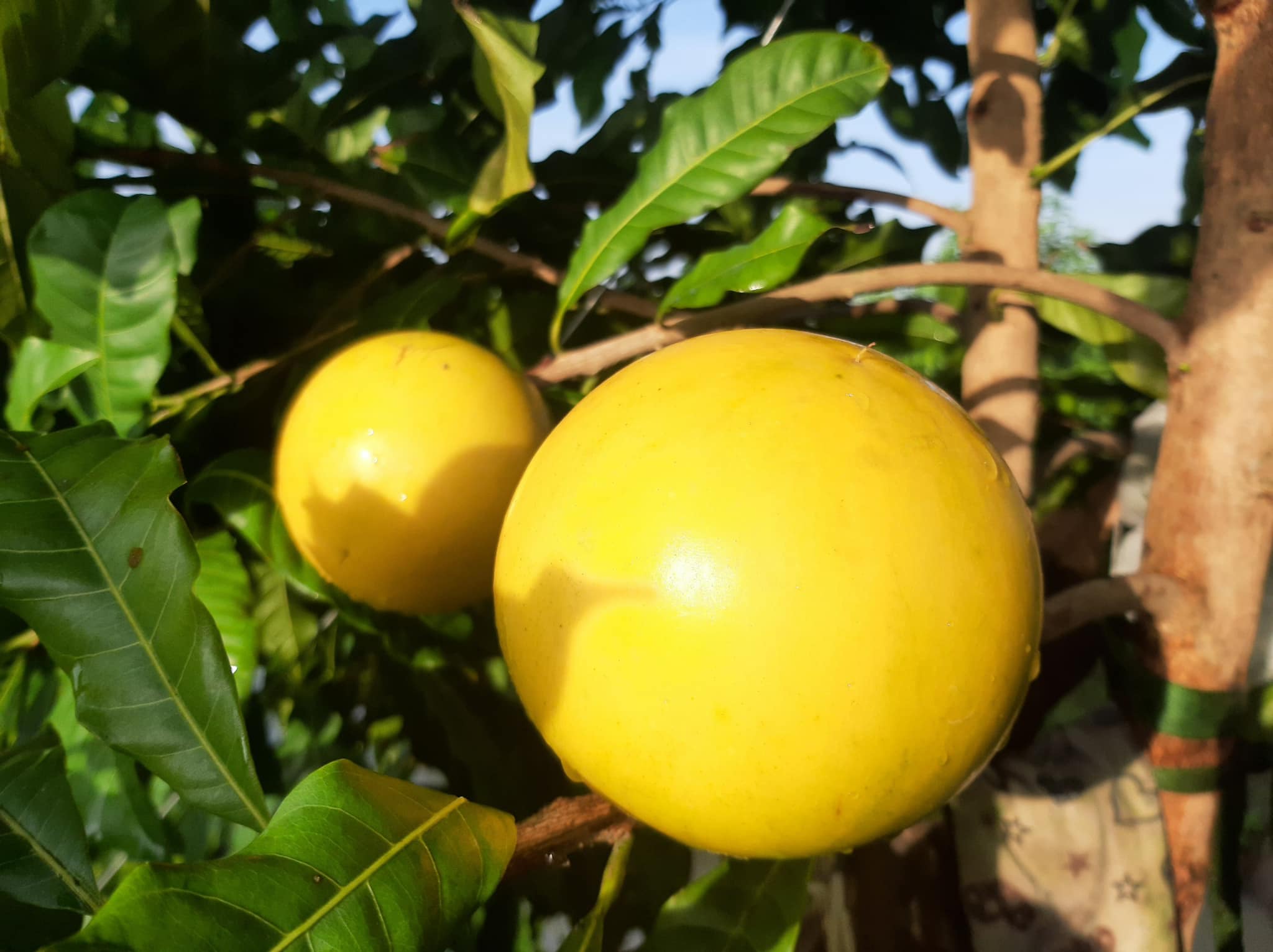 Vú sữa màu vàng