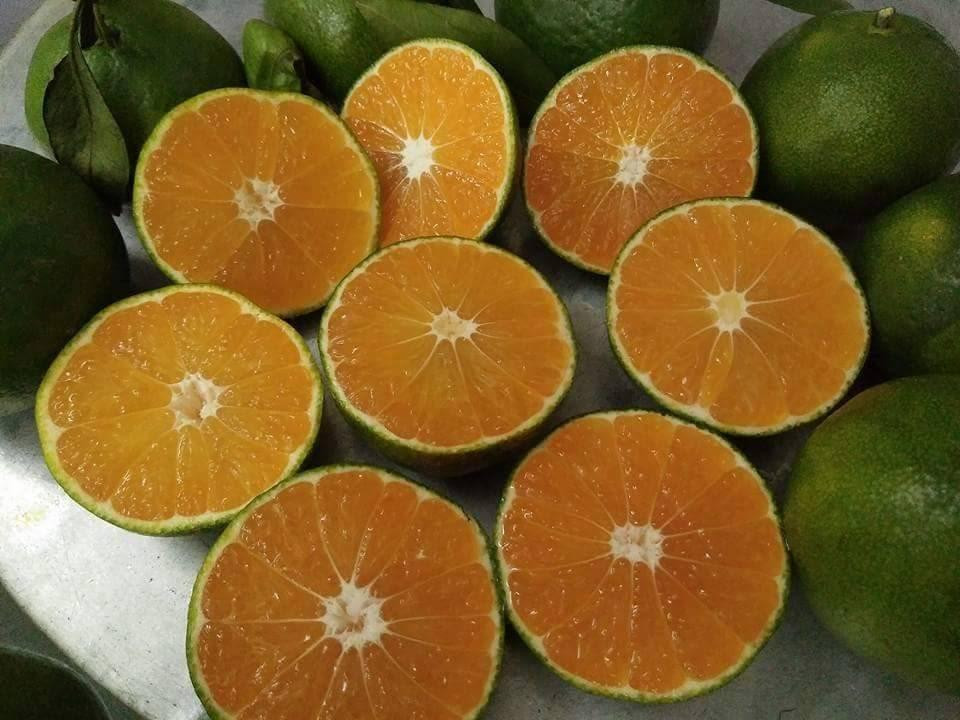 Quýt Ôn Châu Trồng Ở Đâu? Gallery 1
