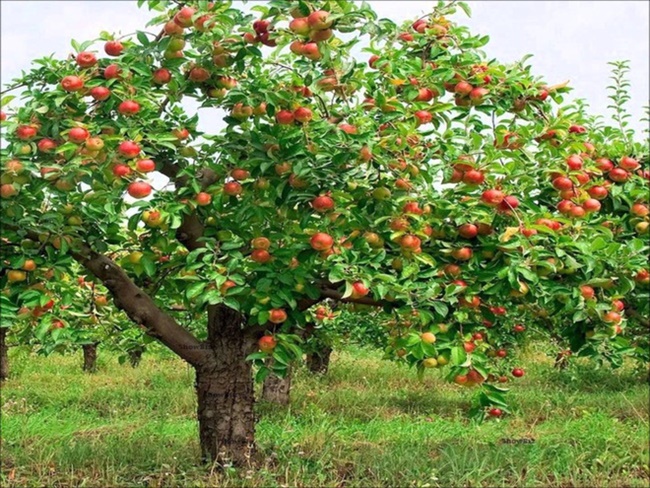 Vườn cây ăn quả đẹp