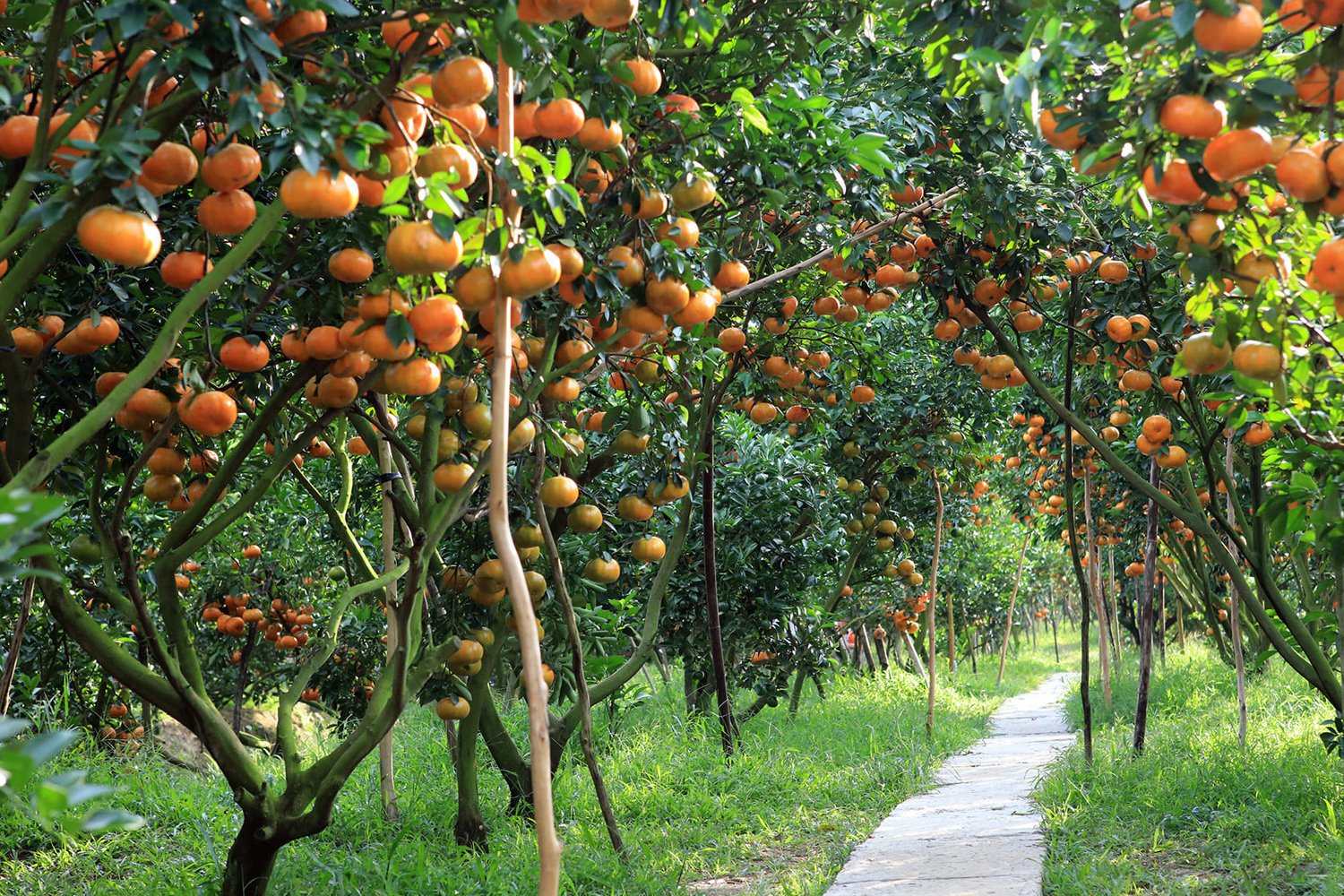 Vườn cây ăn trái: Thiên đường trái cây tươi ngon