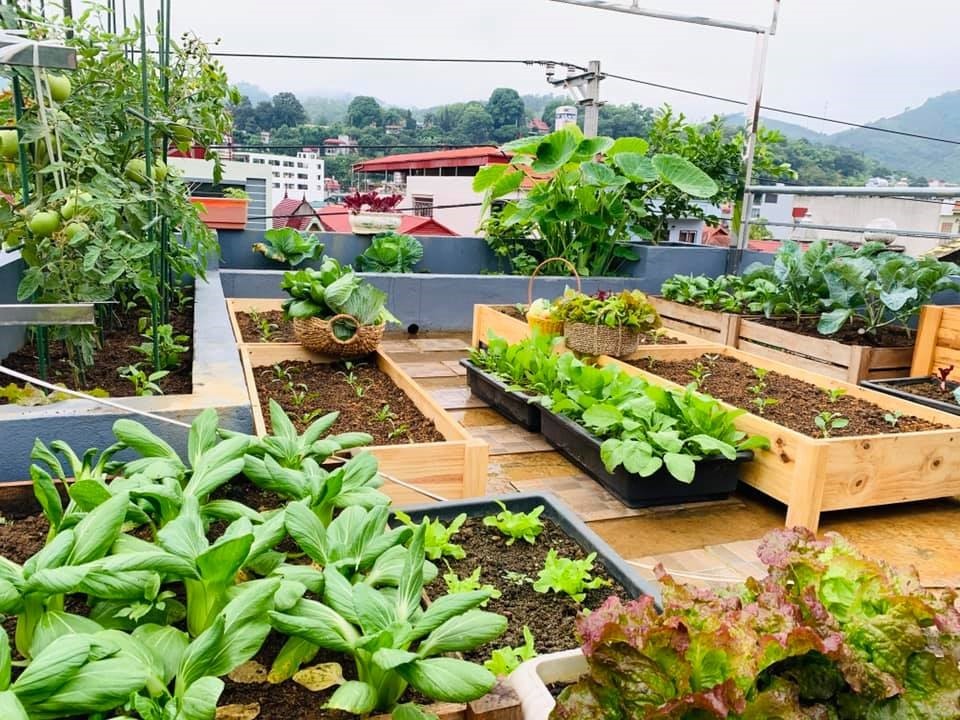 Vườn Cây Trên Sân Thượng: Bí quyết tạo không gian xanh mát giữa lòng thành phố