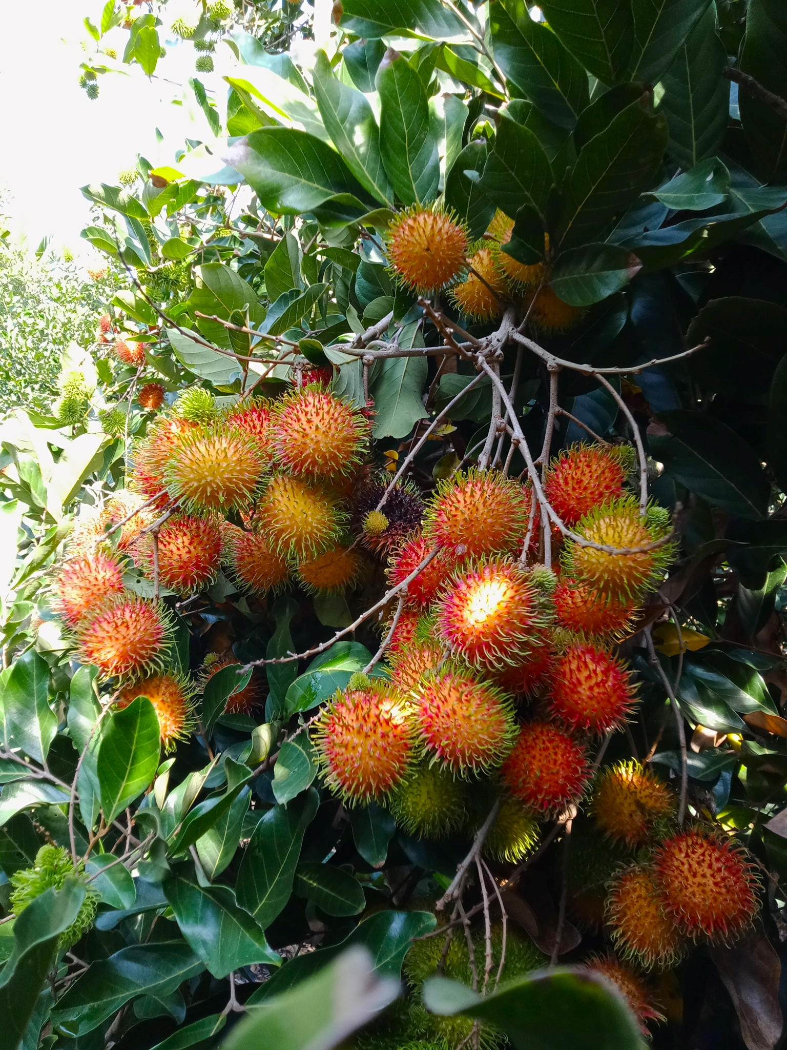 Vườn Chôm Chôm Gần Nhất