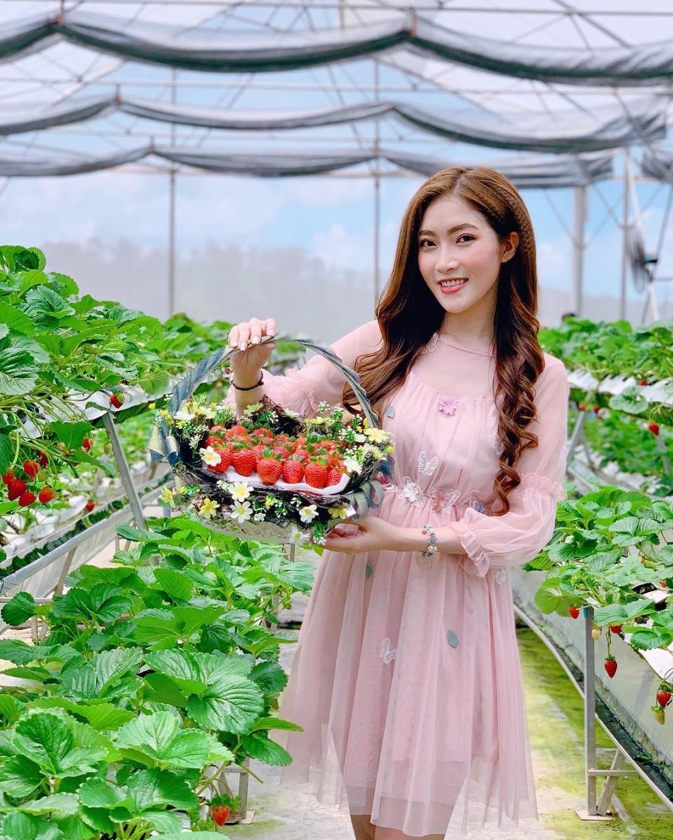 Vườn Dâu Đà Lạt Tự Hái: Trải Nghiệm Thu Hoạch Dâu Tây Ngọt Ngào Tại Xứ Hoa