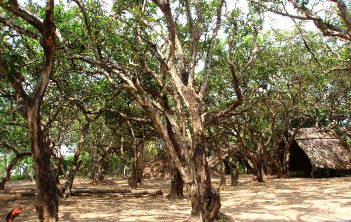 Vườn Nhãn Bạc Liêu: Đặc Sản Nổi Tiếng Miền Tây
