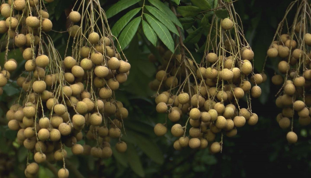 Vườn Nhãn Hưng Yên: Hương Vị Quê Hương Đậm Đà