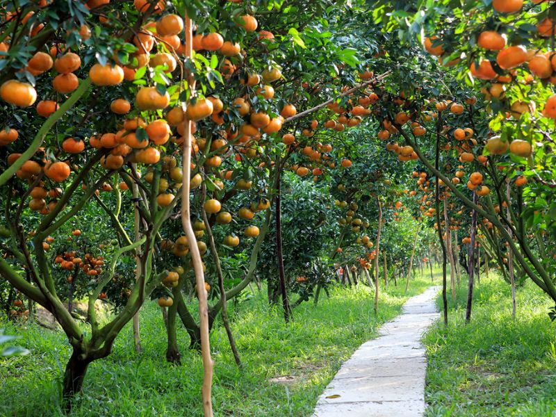 Vườn Quýt Lai Vung - Hương Vị Đặc Trưng Miền Tây