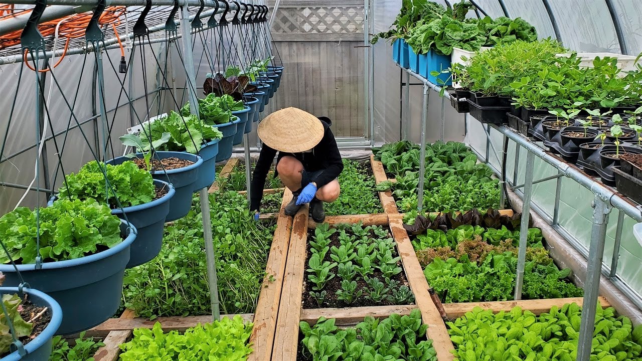 Vườn rau đẹp ở quê