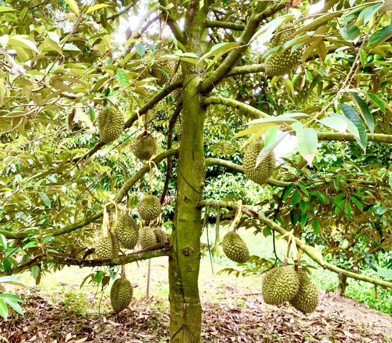 Vườn Sầu Riêng Đẹp: Khám Phá Những Thiên Đường Sầu Riêng Trên Toàn Quốc