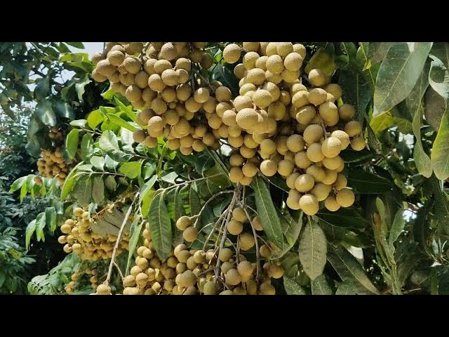 Vườn Trái Cây Ba Chín